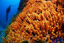 Yellow sponge. Tenerife, Canary Islands, Spain. D200 with... by Arthur Telle Thiemann 